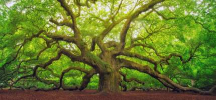 Ein großer alter Baum im Wald, mit Zweigen, die bis auf die Erde reichen.