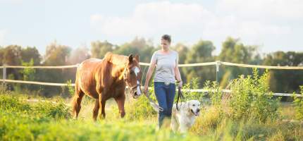 Eine junge Frau geht mit ihrem Hund und Pferd spazieren.