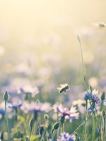 VRK Sponsorings – Blühende Strohblumen mit Bienen.