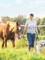 Eine junge Frau geht mit Ihrem Pferd und Hund spazieren.