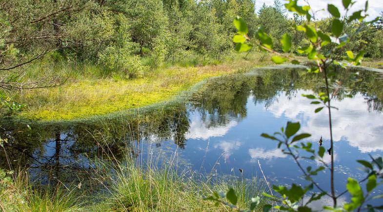 Wasserfläche des Hamberger Moors